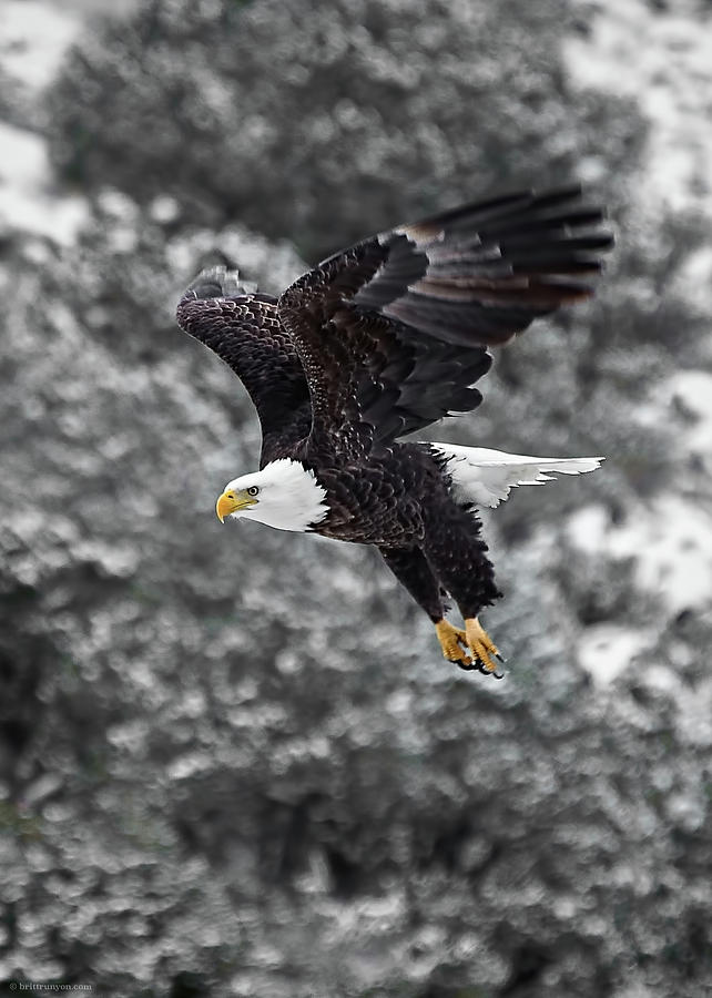 Eagle in Flight Photograph by Britt Runyon