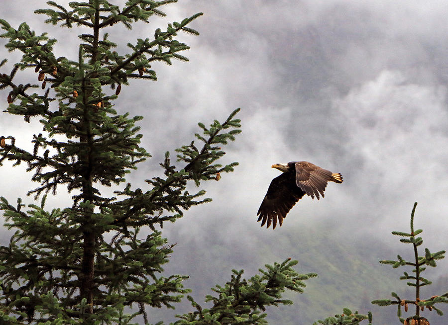 Eagle in Flight Photograph by Christopher McKenzie