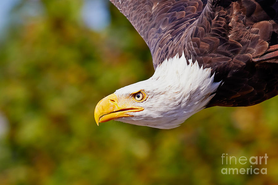 Eagle In Flight, Closeup Photograph