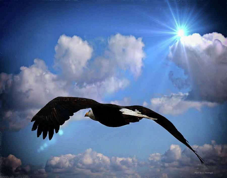 Eagle in Flight Photograph by Coke Mattingly