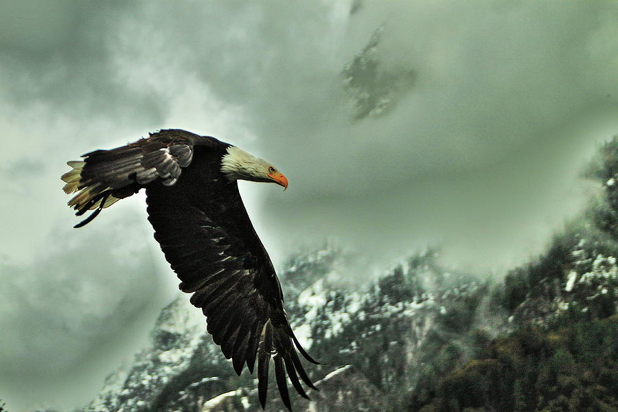Eagle in flight Photograph by Daniel Koglin