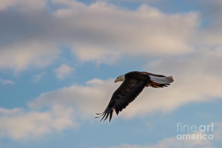 Eagle in Flight Photograph by David Arment