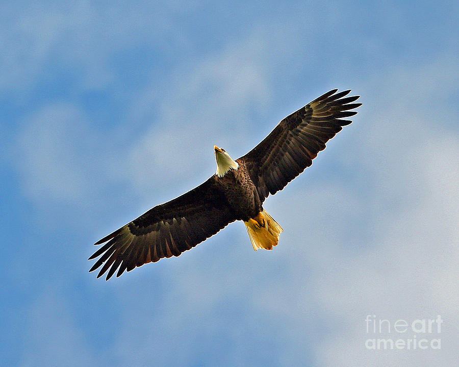 Eagle in Flight Photograph by Don Solari