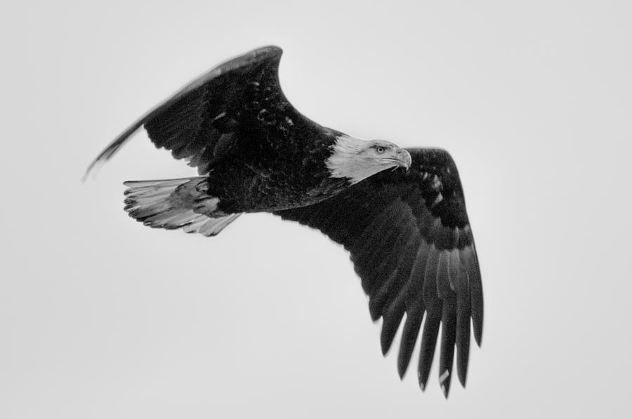 Eagle in Flight Photograph by Jedediah Hohf