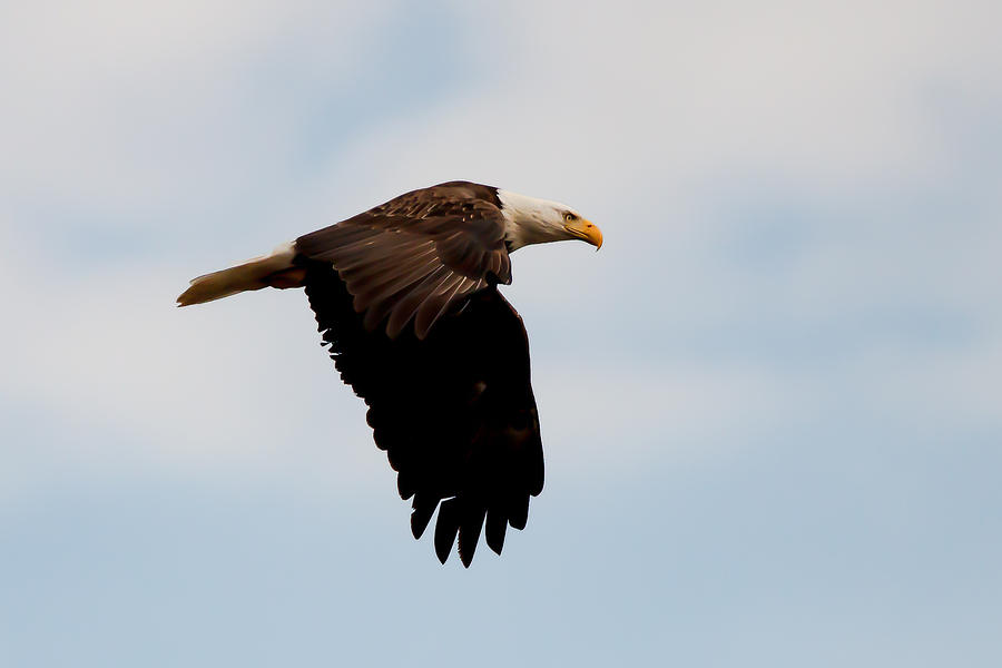 Wildlife Photograph - Eagle in Flight by Jim Finch