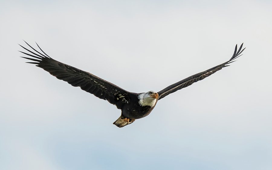 Eagle in Flight Photograph by Loree Johnson