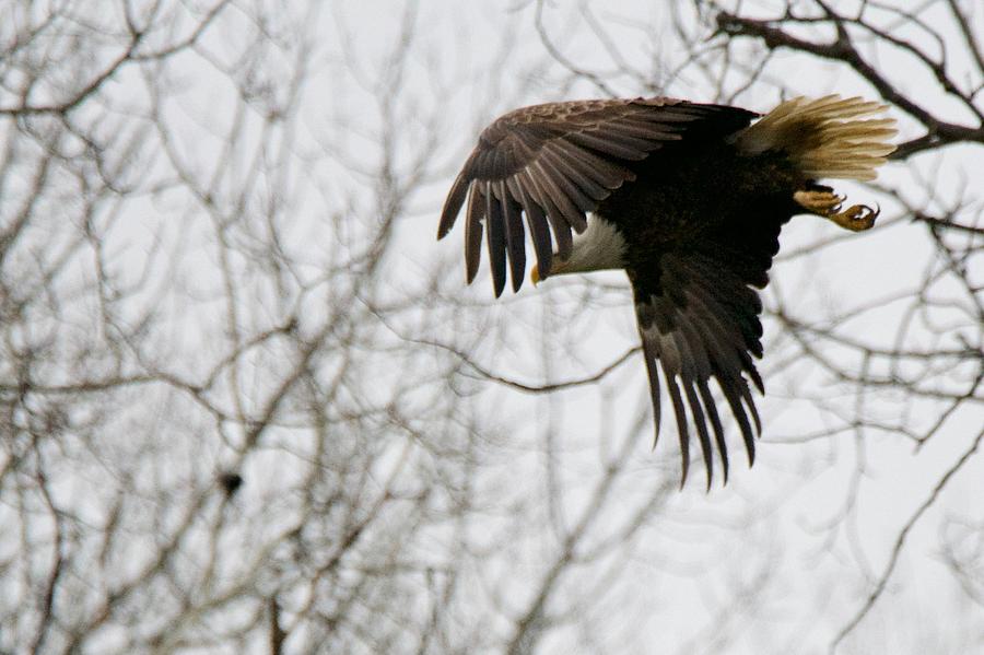 Eagle in Flight Photograph by Michael Peychich