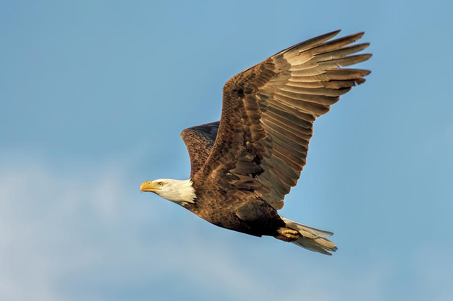 Eagle Photograph - Eagle in Flight by Pat Eisenberger