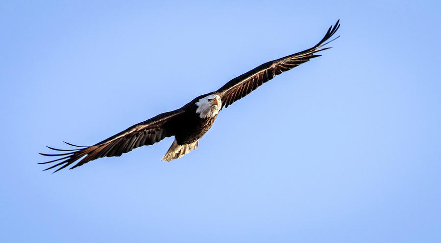 Eagle In Flight Photograph by Ray Congrove
