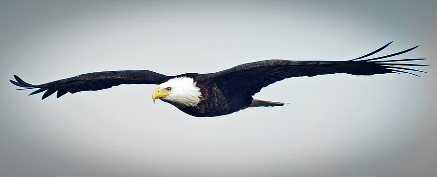 Eagle Photograph - Eagle In Flight by Rob Mclean