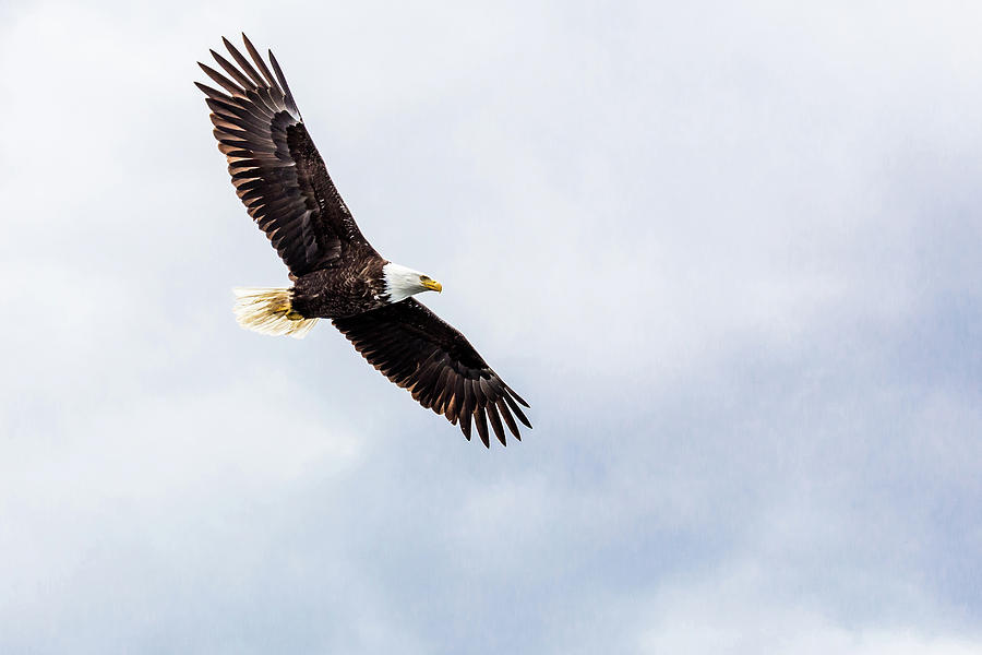 Eagle in Flight Photograph by Scott Law
