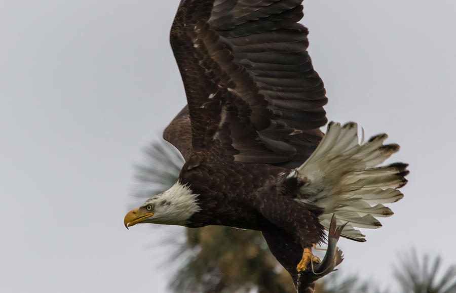 Eagle in Flight With Fish Photograph by Marc Crumpler