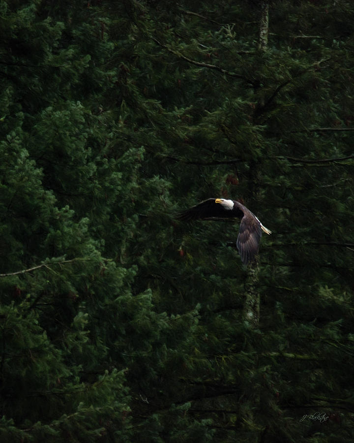 Eagle In His Flight - Birds of Prey Art Photograph by Jordan Blackstone