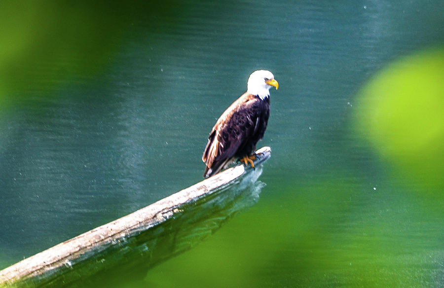 Eagle in Lake Photograph by Chuck Brown