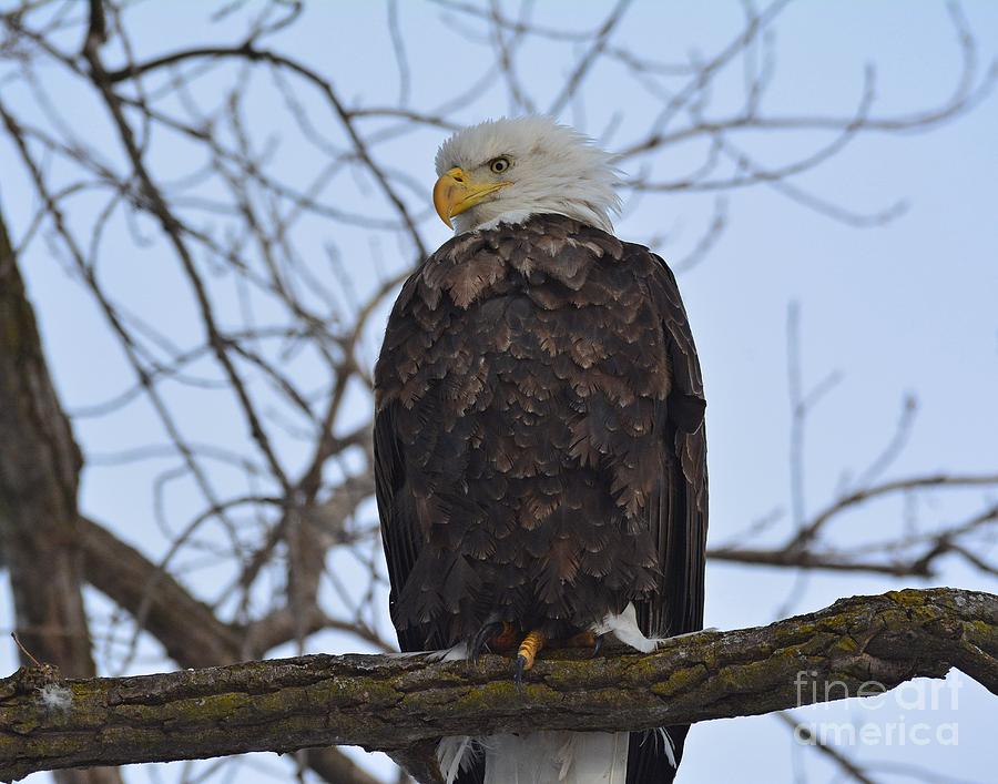 Eagle in Minnesota Photograph by Steve Brown