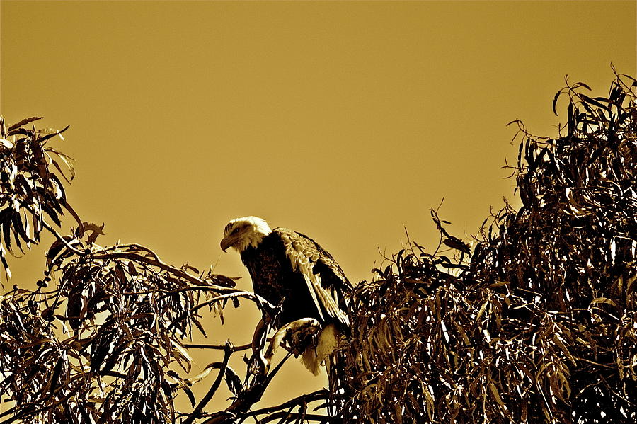 Eagle In Sepia Photograph by Diana Hatcher