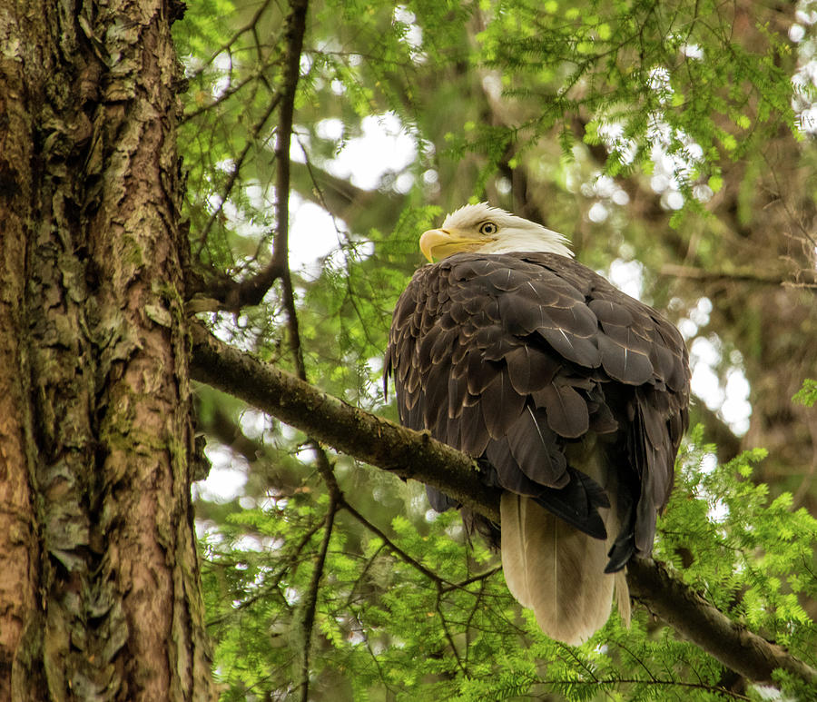 Eagle in Sitka, Alaska Photograph by Roberta Kayne
