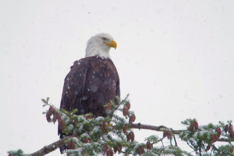 Eagle in snowfall Photograph by Jeff Swan