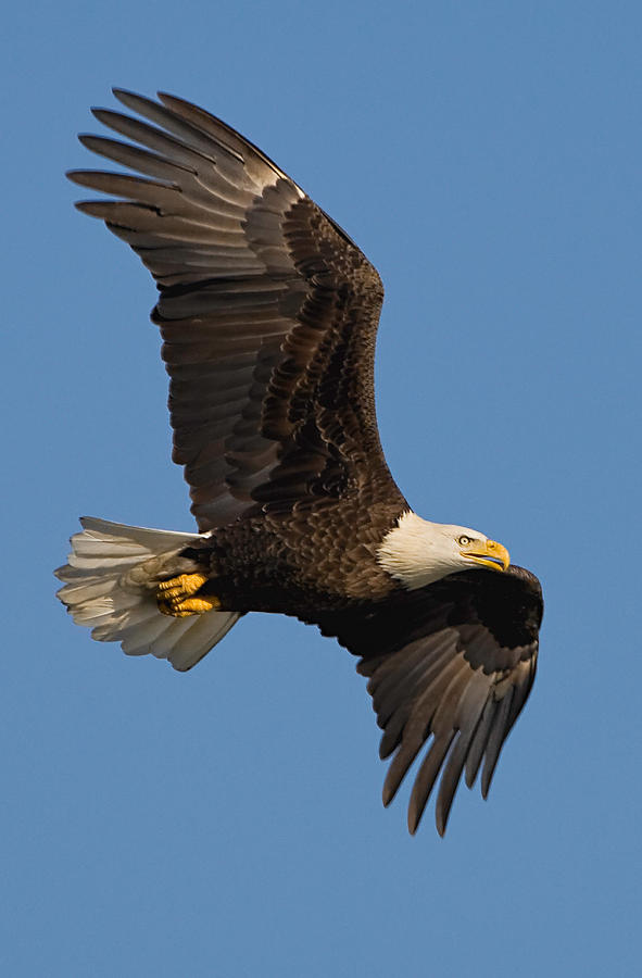 Eagle Photograph - Eagle in Sunlight by William Jobes
