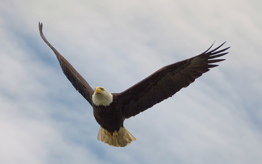 Eagle in the Big Sky Photograph by Loree Johnson