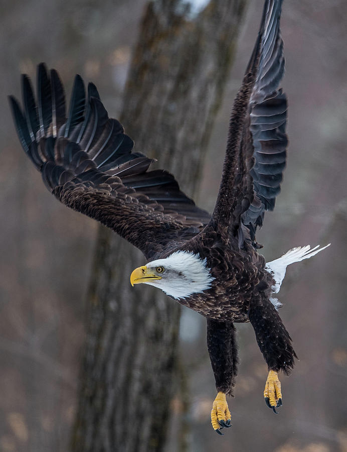 Eagle in the forest Photograph by Paul Freidlund