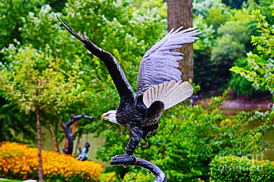Eagle In The Garden Photograph