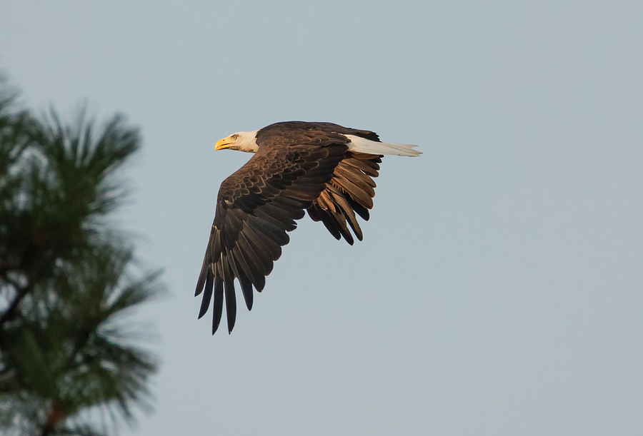 Wildlife Photograph - Eagle in the Pines by Loree Johnson