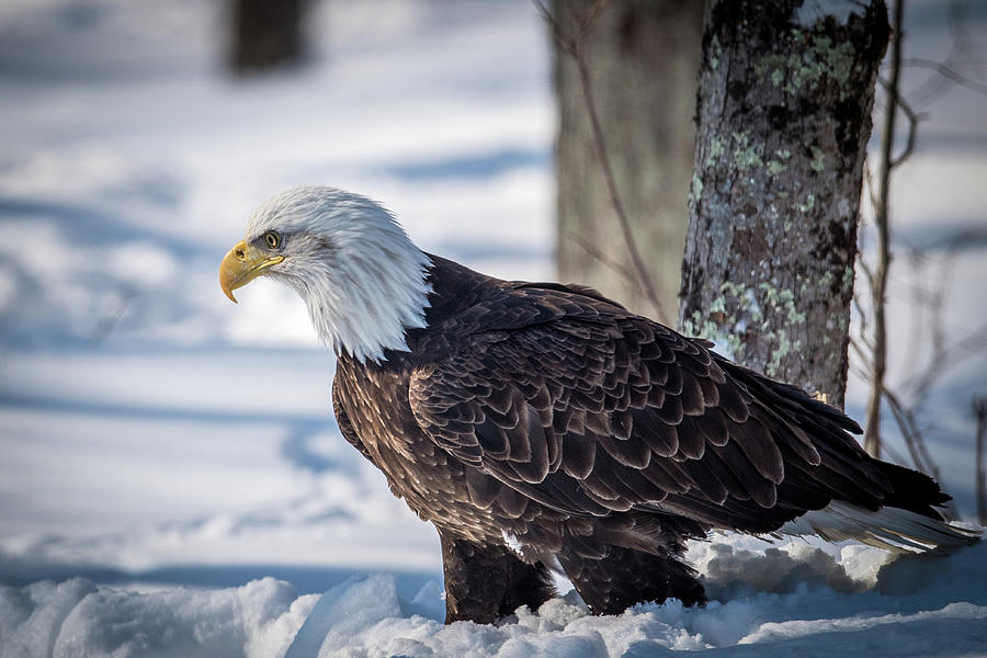 Eagle In The Snow Photograph by Paul Freidlund