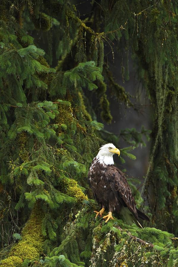 Eagle In The Woods Photograph by Richard Wear