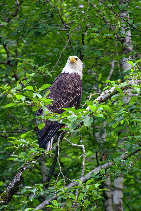 Eagle in Tree Photograph by Anthony Jones
