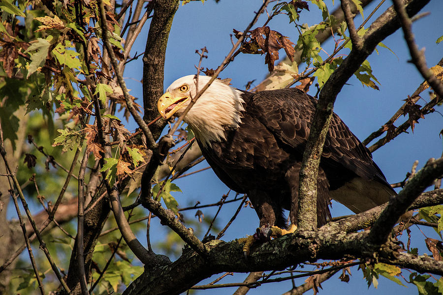 Eagle in Tree Photograph by Don Johnson