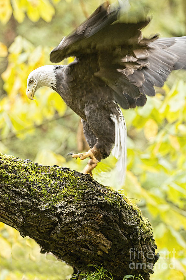 Eagle in tree in fall West Virginia Photograph by Dan Friend