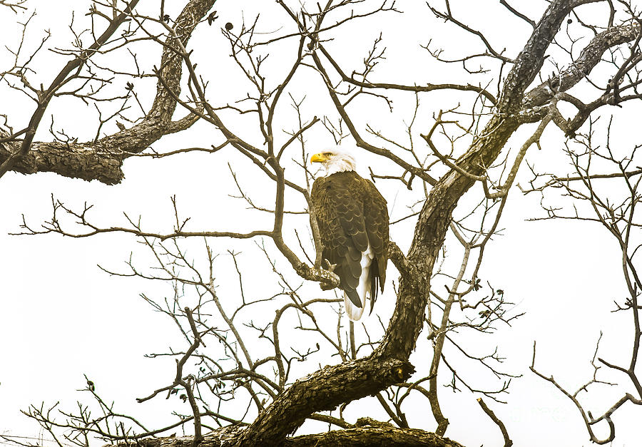 Eagle In Tree Photograph by Robert Frederick