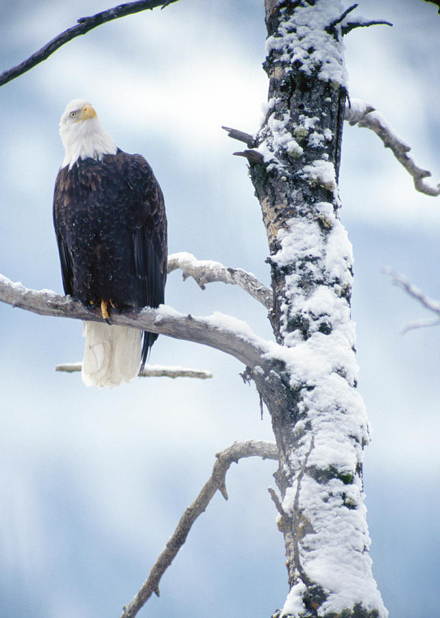 Eagle in Winter Photograph by Ken Maher - Fine Art America