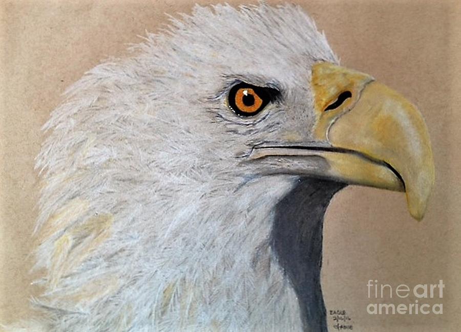Eagle Drawing - Eagle by Jamie Silker