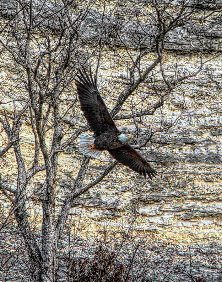 Eagle Photograph by John Freidenberg