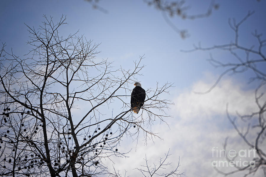 Eagle Keeping Watch Photograph by Lila Fisher-Wenzel