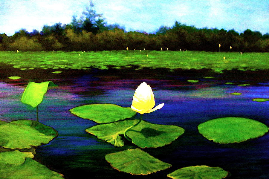 Eagle Lake Waterlilies Painting by Jeanette Jarmon