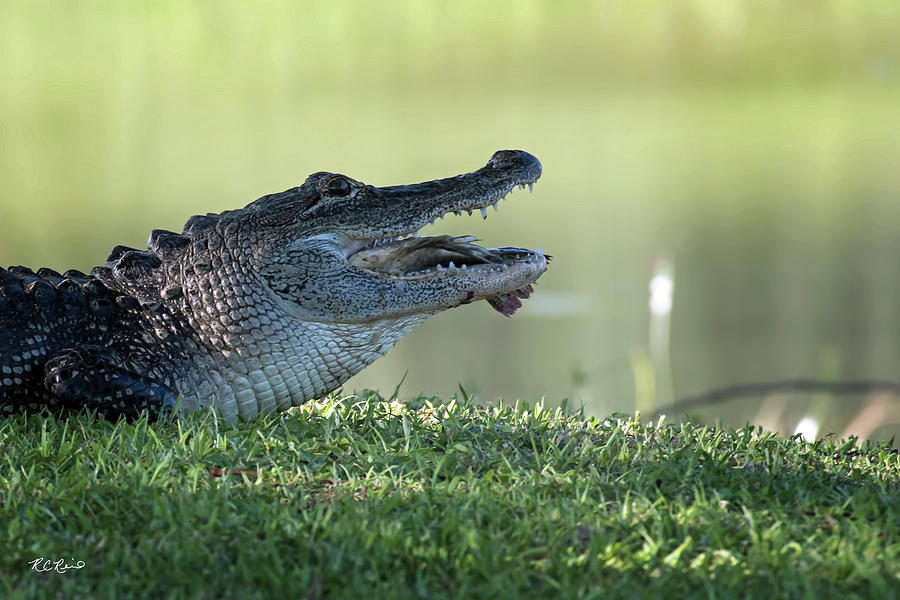 Eagle Lakes Park - Alligator having Fish Meal Photograph by Ronald Reid