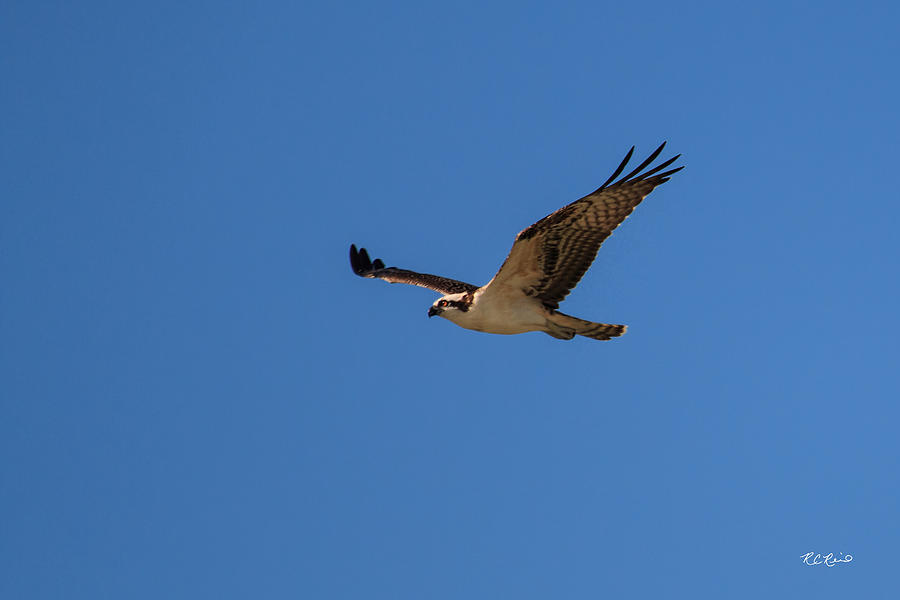 Eagle Lakes Park - Beautiful Osprey in Flight Photograph by Ronald Reid