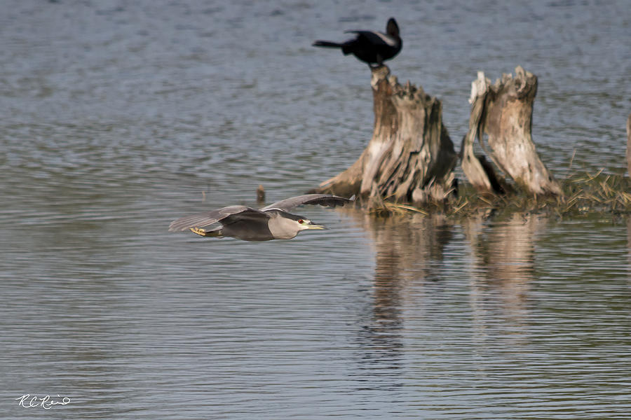 Eagle Lakes Park - Black Crowned Night Heron in Flight Photograph by Ronald Reid