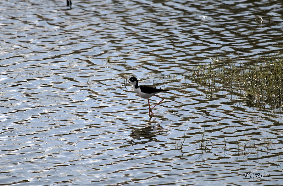 Eagle Lakes Park - Black Necked Stilt Searching for Breakfast Photograph by Ronald Reid