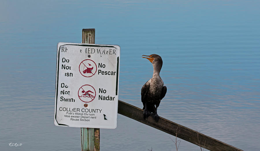 Eagle Lakes Park - Cormorant - No Fishing or Swimming, Really? Photograph by Ronald Reid