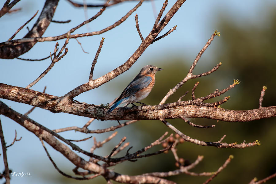 Eagle Lakes Park - Female Eastern Bluebird Photograph by Ronald Reid