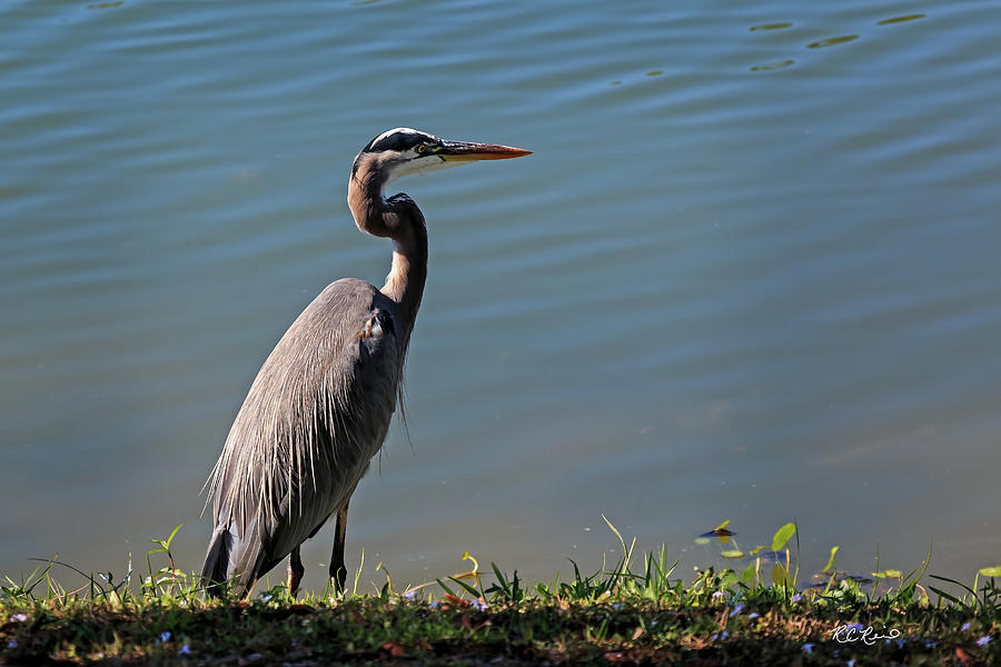 Eagle Lakes Park - Great Blue Heron on the Bank Photograph by Ronald Reid