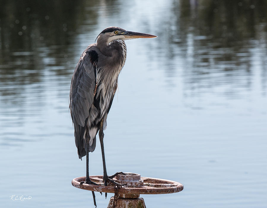Eagle Lakes Park - Great Blue Heron, Perched Photograph by Ronald Reid