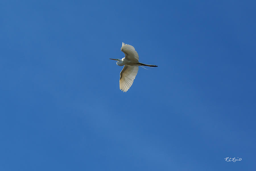 Eagle Lakes Park - Great Egret in Flight Photograph by Ronald Reid