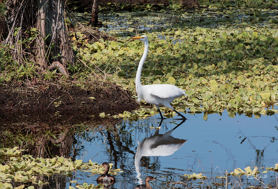 Eagle Lakes Park - Great White Egret with Friends Photograph by Ronald Reid