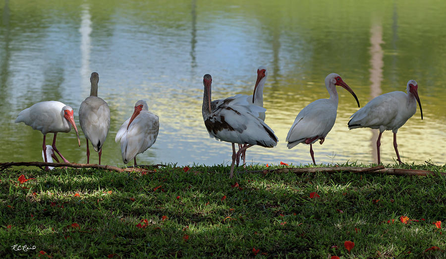Eagle Lakes Park - Ibis Family at the Lake Photograph by Ronald Reid