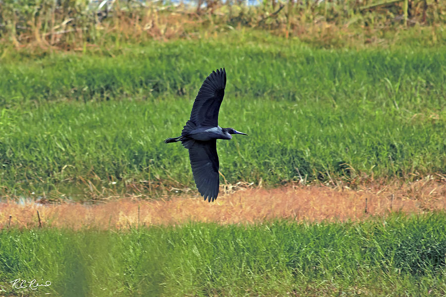 Eagle Lakes Park - Little Blue Heron Making the Turn Photograph by Ronald Reid